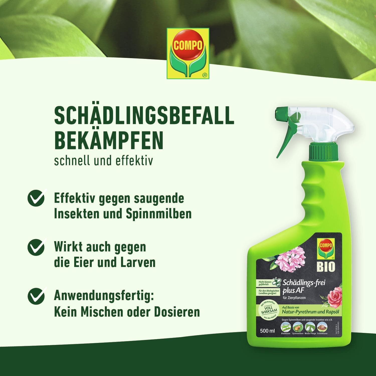 COMPO Schädlings-frei plus AF - Spray gegen Blattläuse, Schildläuse, Wollläuse, Buchsbaumzünsler &amp; Co. - für Zierpflanzen und Kernobst - 500 ml - anwendungsfertiges Insektizid