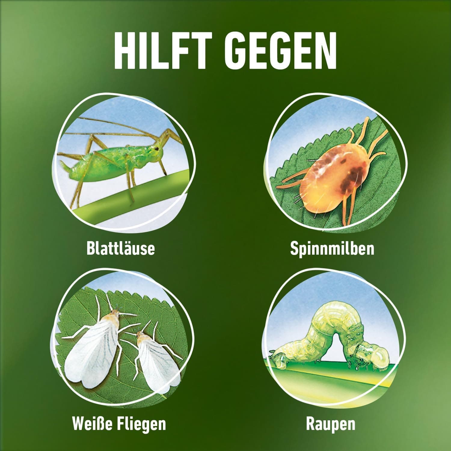 COMPO Schädlings-frei plus AF - Spray gegen Blattläuse, Schildläuse, Wollläuse, Buchsbaumzünsler &amp; Co. - für Zierpflanzen und Kernobst - 500 ml - anwendungsfertiges Insektizid