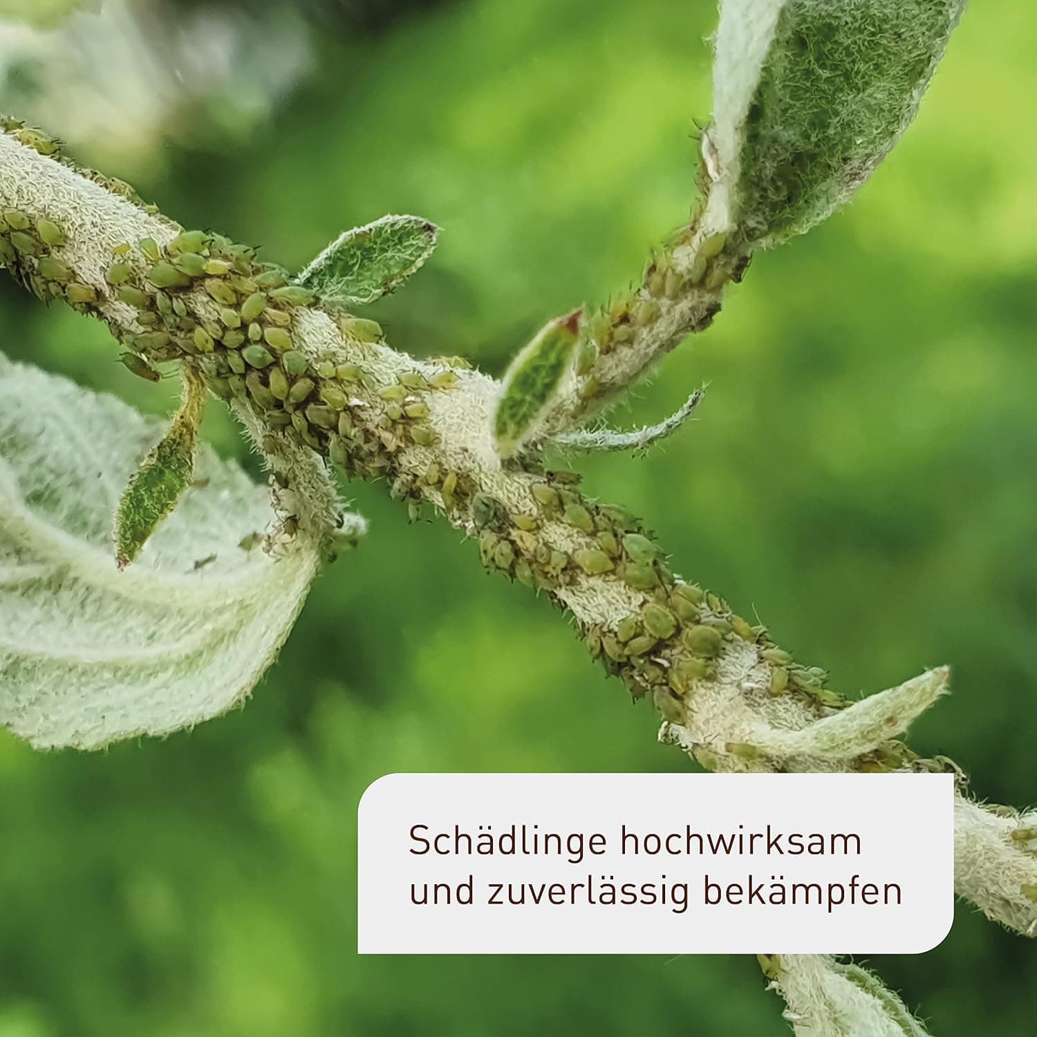 Plantura Bio-Schädlingsfrei Neem, effektive Schädlingsbekämpfung mit Neem, gegen Blattläuse, Thripse &amp; Co. an Gemüse, Kräutern &amp; Zierpflanzen, 75 ml Konzentrat für bis zu 25 L (300 m²)