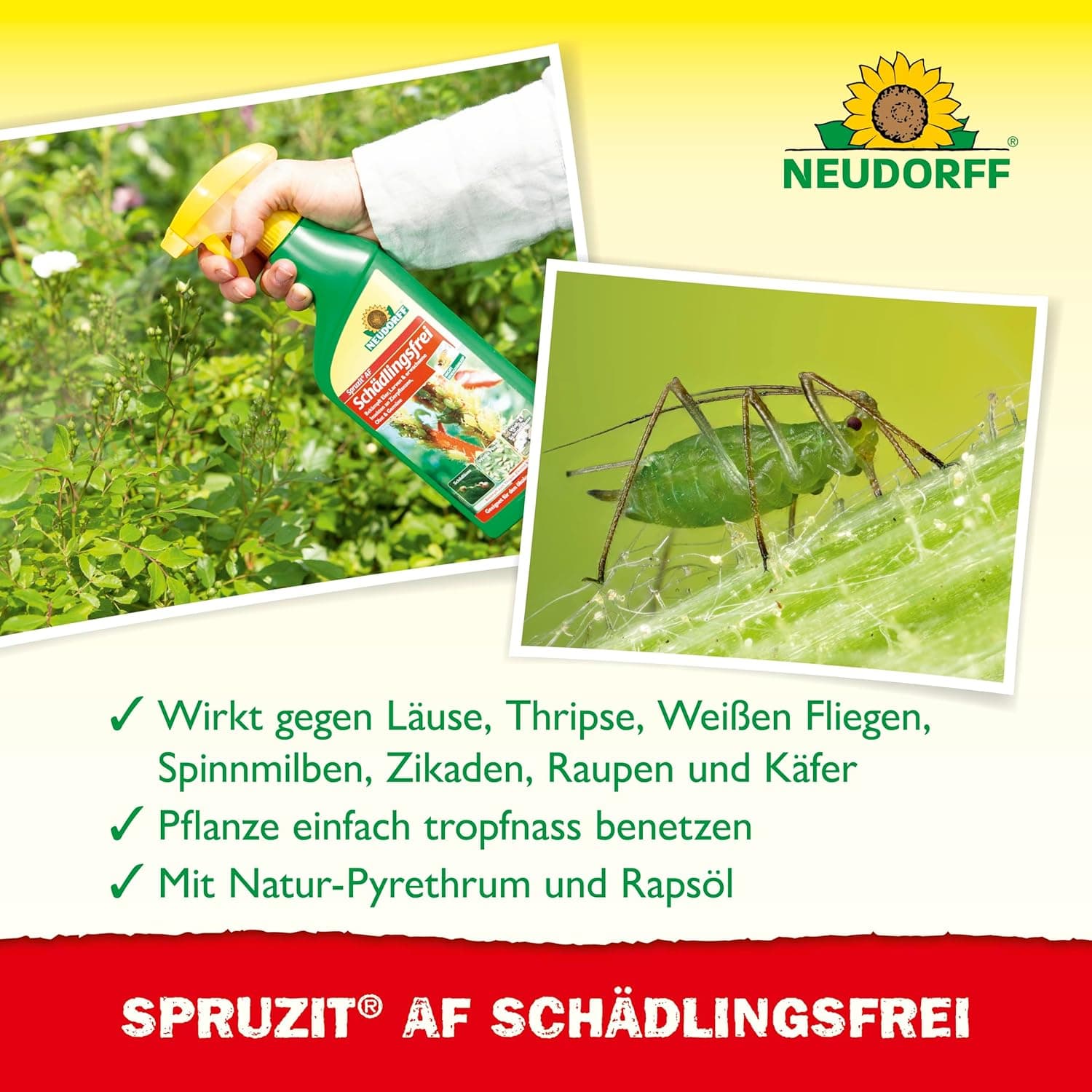 Neudorff Spruzit AF Schädlingsfrei – Bekämpft Schädlinge wie Buchsbaumzünsler, Blattläuse, Thripse an Zierpflanzen, Gemüse, Obst und Kräutern, 500 ml