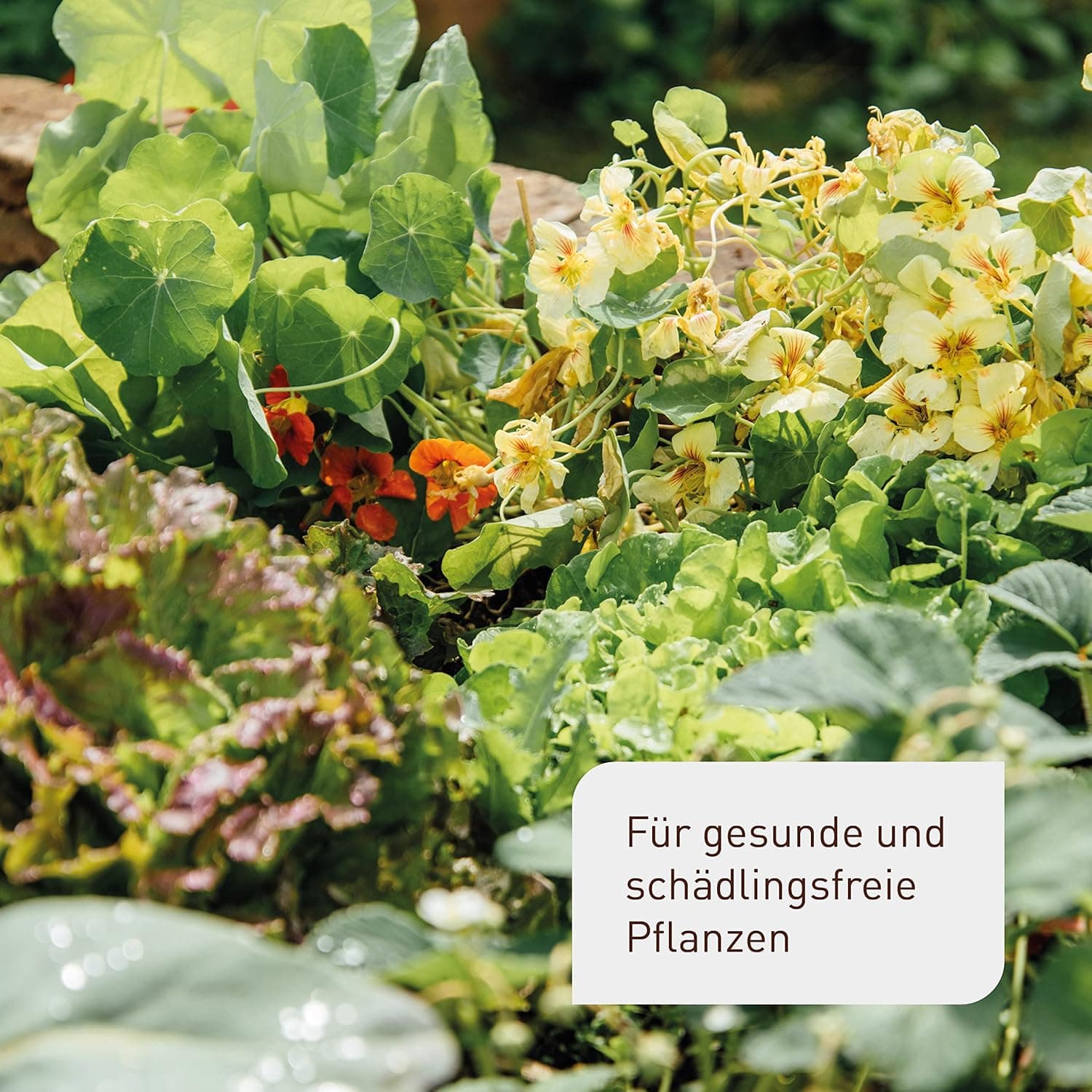 Plantura Bio-Schädlingsfrei Neem, effektive Schädlingsbekämpfung mit Neem, gegen Blattläuse, Thripse &amp; Co. an Gemüse, Kräutern &amp; Zierpflanzen, 75 ml Konzentrat für bis zu 25 L (300 m²)